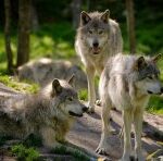 Do wolves have their own language?