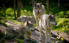 Do wolves have their own language?