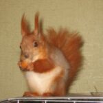 How to save a baby squirrel?