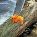 Autumnal Equinox. When is it time to let go of the old?