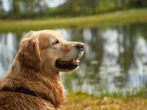 Not just a chill: why a dog's shivering can indicate poisoning, pain…