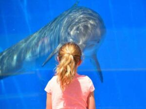 “It turns out it's just a delusion”: Everyone knows that dolphins are…