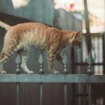 How to find a missing cat if it is lost on the…
