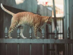 How to find a missing cat if it is lost on the…
