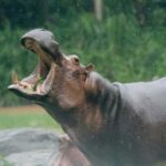 Hippopotamus: an article about the dark side of this animal