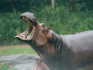 Hippopotamus: an article about the dark side of this animal