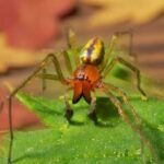 Yellow Sac Spider: One of the few spiders in Ukraine, after a…