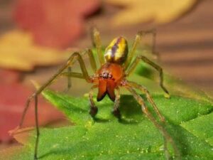 Yellow Sac Spider: One of the few spiders in Ukraine, after a…