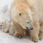 Polar bear. What is the largest land predator?