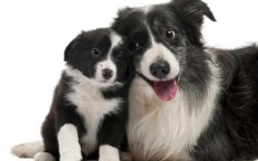 Which dog breed is the smartest?