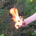 Do fire-breathing creatures really exist?
