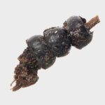 Ancient Beetle Necklace Found in Child's Grave in Poland