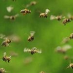 Swarm of bees kills woman in brutal attack, another woman taken to…