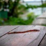 Why do worms come to the surface after rain, if many of…