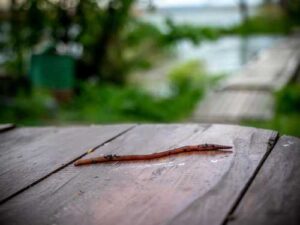 Why do worms come to the surface after rain, if many of…