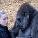 When even gorillas have secrets: a zookeeper's touching mission
