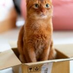 How to Train a Cat to Use the Toilet? A Guide for…