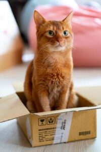 How to Train a Cat to Use the Toilet? A Guide for…