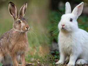 What is the difference between a hare and a rabbit? Everyone!