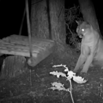 Night vision camera captures cougar playing with swing