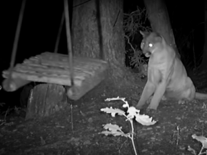 Night vision camera captures cougar playing with swing