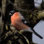 They don't come to us to spend the winter! Why do we…