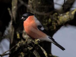 They don't come to us to spend the winter! Why do we…