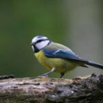 Did you know that the good bird tit turns into a “maniac”…