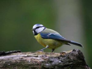 Did you know that the good bird tit turns into a “maniac”…
