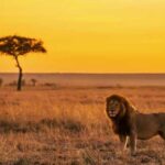 What does a lion do after “retirement” – when he is chased…