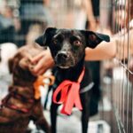 What are the chances that the dog will not accept the new…