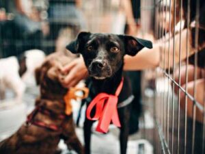 What are the chances that the dog will not accept the new…