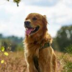 Adult dogs mark poles and trees, but puppies don't—what their behavior hides