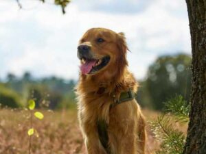 Adult dogs mark poles and trees, but puppies don't—what their behavior hides