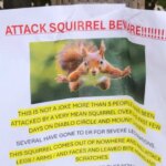 An enraged squirrel has appeared in California, sending two people to the…