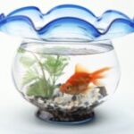 Where to place the aquarium?