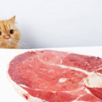 Can one cat feed two men?