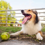Sheltie: What is this breed? The dog and its character