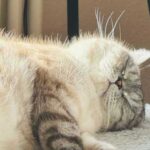 A cat snores in a dream: why, is it normal and what…