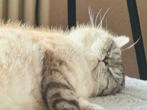 A cat snores in a dream: why, is it normal and what…