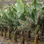 “This will be history repeating itself…”: Bananas could disappear in the coming…