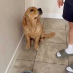Parker the Dog Won't Eat Until He's Kissed, and It's So Cute…