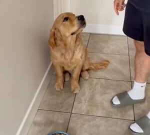 Parker the Dog Won't Eat Until He's Kissed, and It's So Cute…