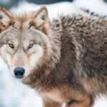 Wolves. Nature's orderlies or dangerous predators?