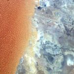 The Sahara Sea's “star dunes” collide with an otherworldly landscape where two…