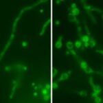 The 'Russian Doll' virus is hidden inside a deadly fungus, making it…