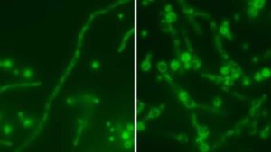 The 'Russian Doll' virus is hidden inside a deadly fungus, making it…