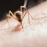 Mosquitoes are small but dangerous: why you should beware of bites