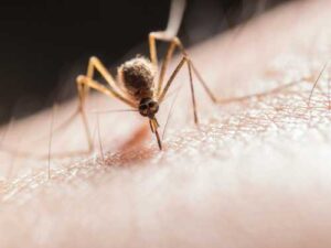 Mosquitoes are small but dangerous: why you should beware of bites