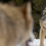 Do alpha males exist in nature?